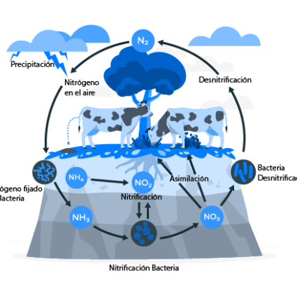 Ciclo nitrificación Quiénes Somos