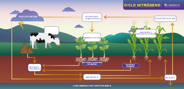 Ciclo del nitrógeno El purín