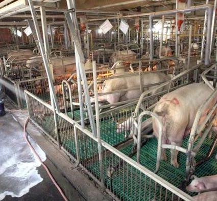 Limpieza de cerdos Valorización